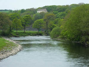 Castle Fisheries The River Derwent 